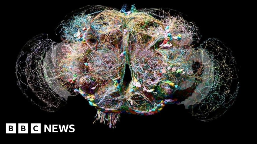 Fly brain breakthrough 'huge leap' to unlock human mind