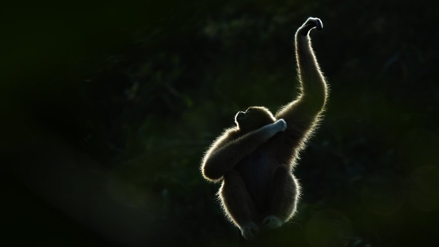 Female gibbons 'vogue' and dance like robots — and make sure they have an audience