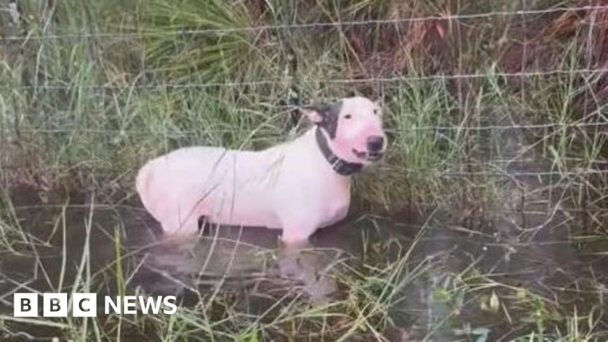 Man arrested after dog abandoned during Hurricane Milton