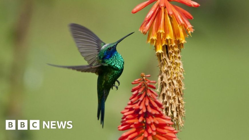 What is biodiversity and how can we protect it?