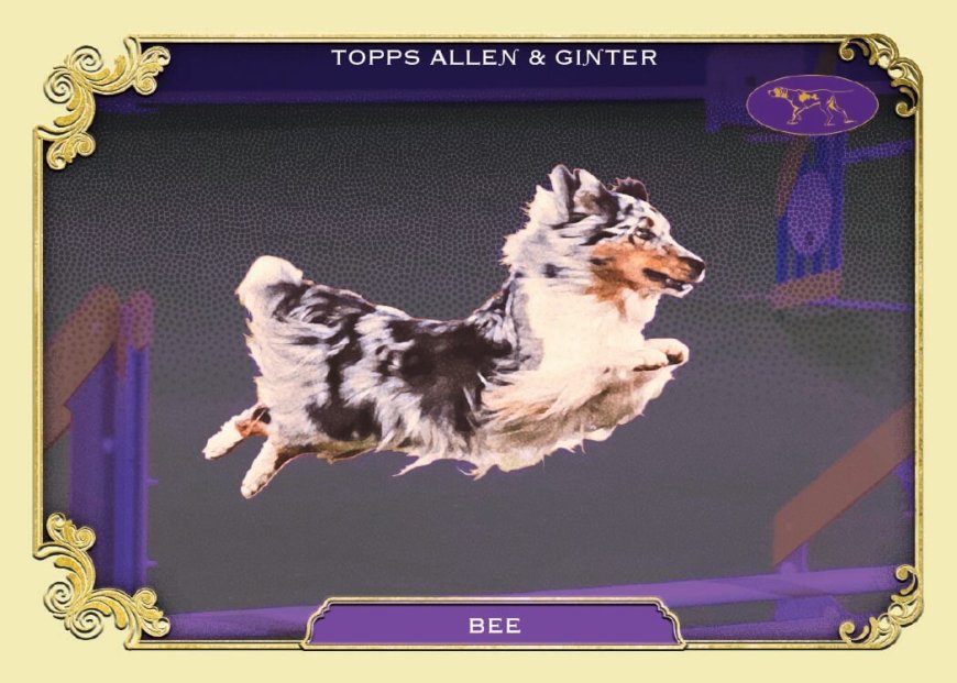 Our favorite cards in 2024 Allen & Ginter: From Westminster winners to chicken tenders and bees