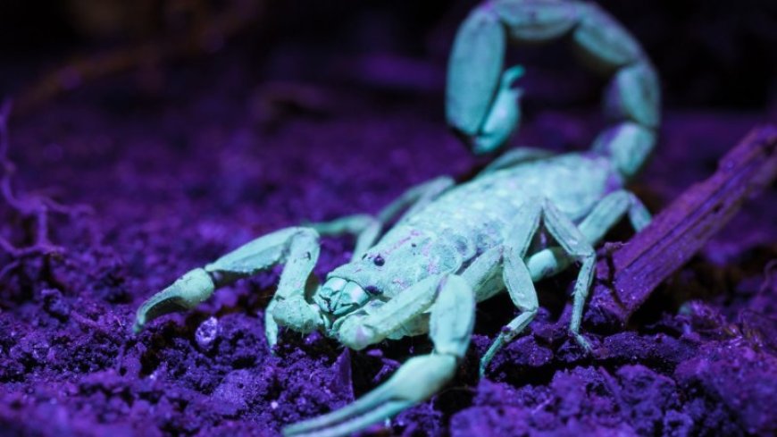 Backyard explorers discovered 15 new examples of glowing life 