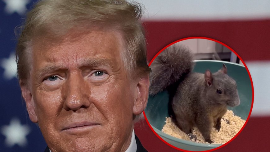 Fake Trump Statement on Peanut The Squirrel Makes Social Media Go Nuts