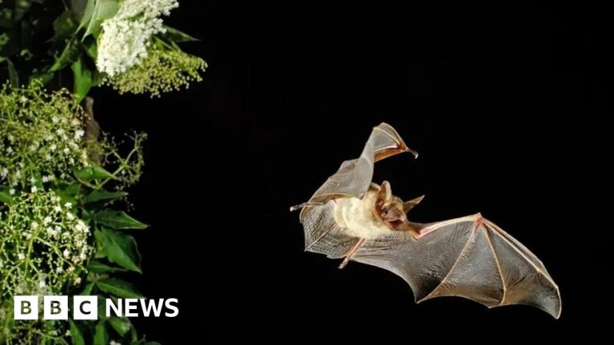 Bat safety shed will cost £100m, says HS2 chairman