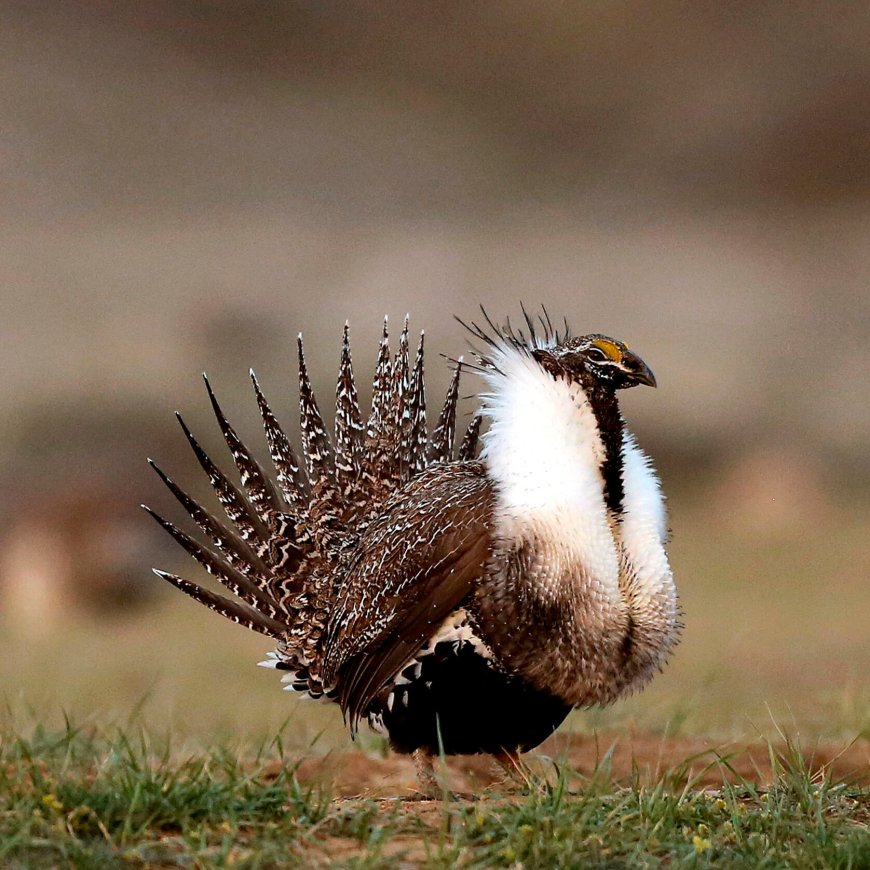 Biden Administration Restricts Development in West to Protect Sage Grouse