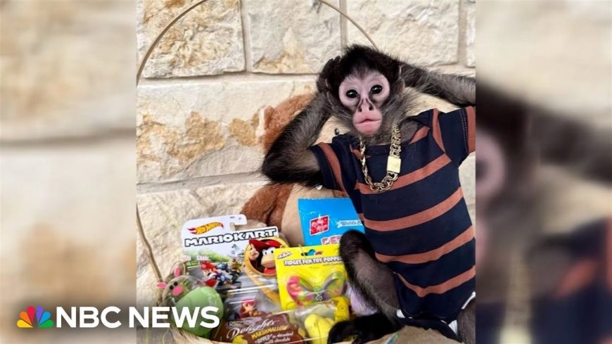 Texas Influencer's DUI Arrest Leads To Spider Monkey Confiscation, And Now She Wants Him Back