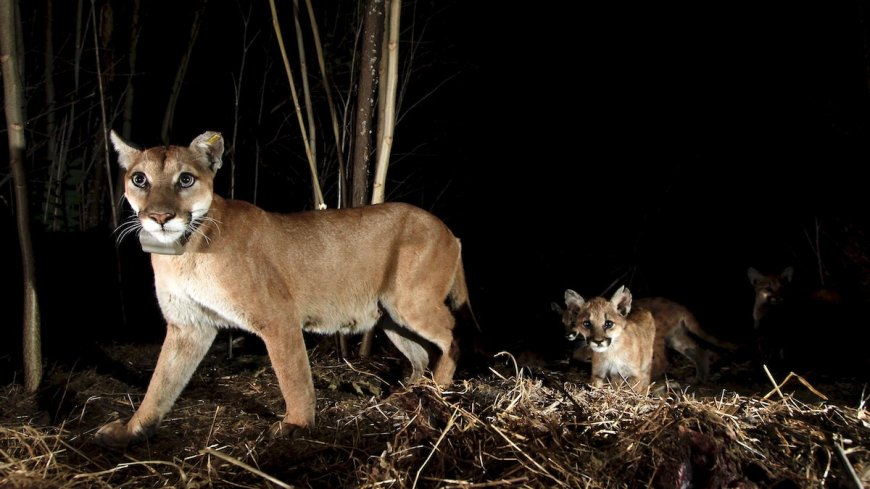 ‘Coexistence Is Happening’: LA Mountain Lions  Change Their Hours to Avoid Recreationists