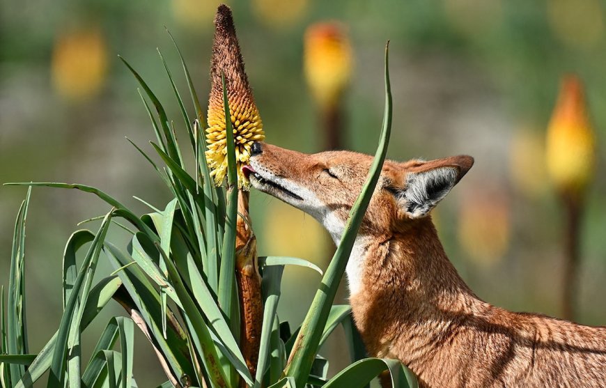 Ethiopian Wolf Is First Known Large Predator-Pollinator to Feed on Nectar