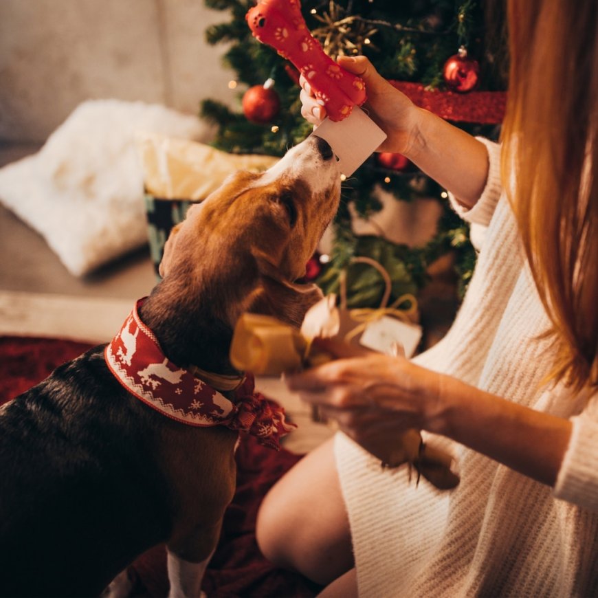 The Best Gift Ideas for First-Time Pet Parents & Their Fur Baby