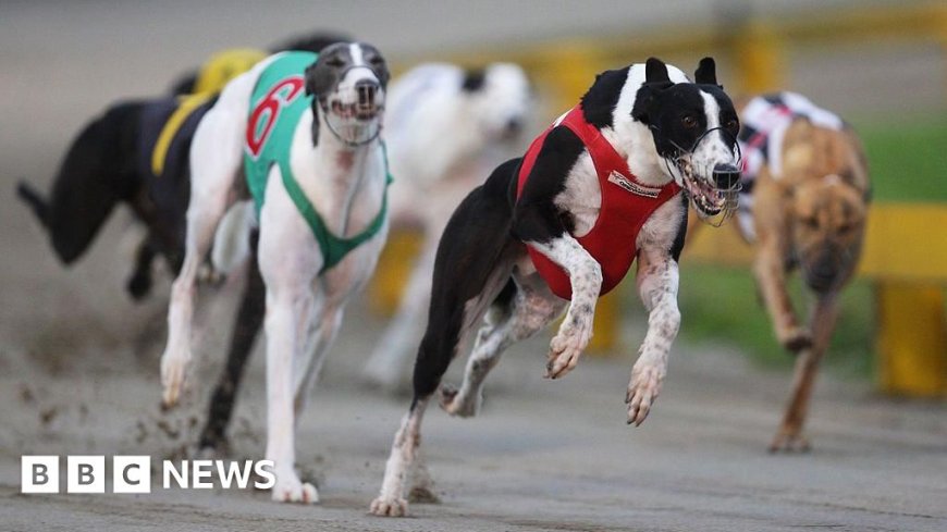 New Zealand to ban greyhound racing