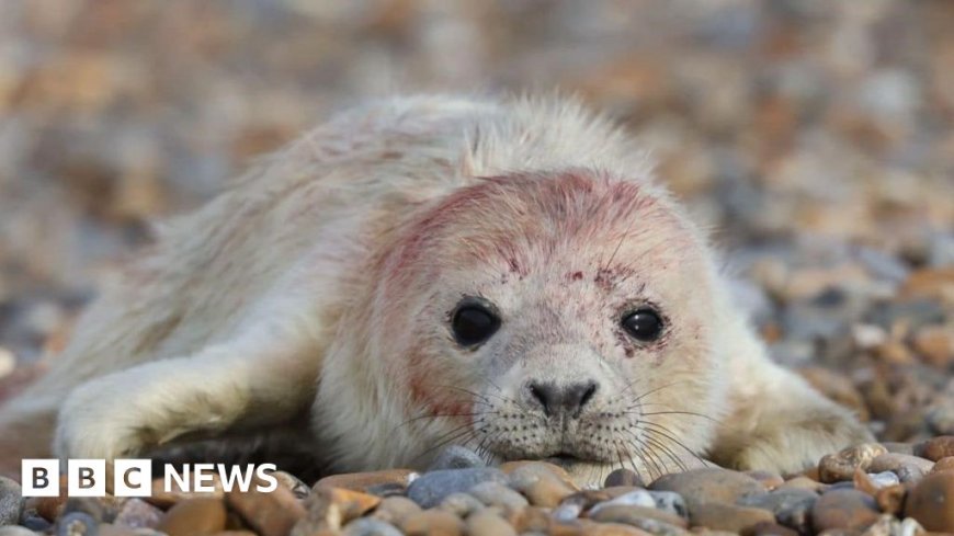 Seal colony thriving 'thanks to secluded site'