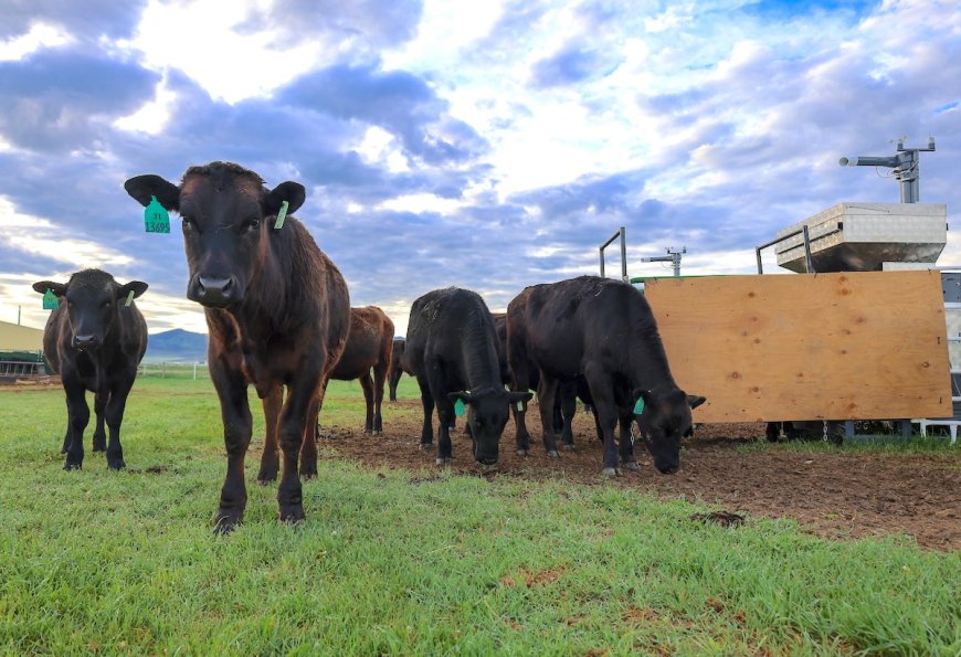 Feeding Grazing Cattle Seaweed Supplements Reduces Methane Emissions by Nearly 40%, Study Finds