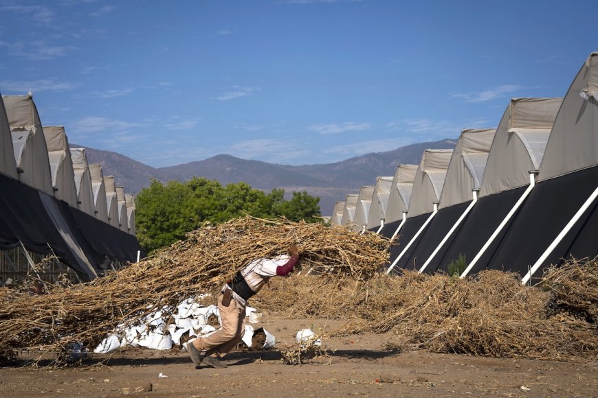 75% of Heat-Related Deaths in Mexico Occur in People Under 35, Study Finds