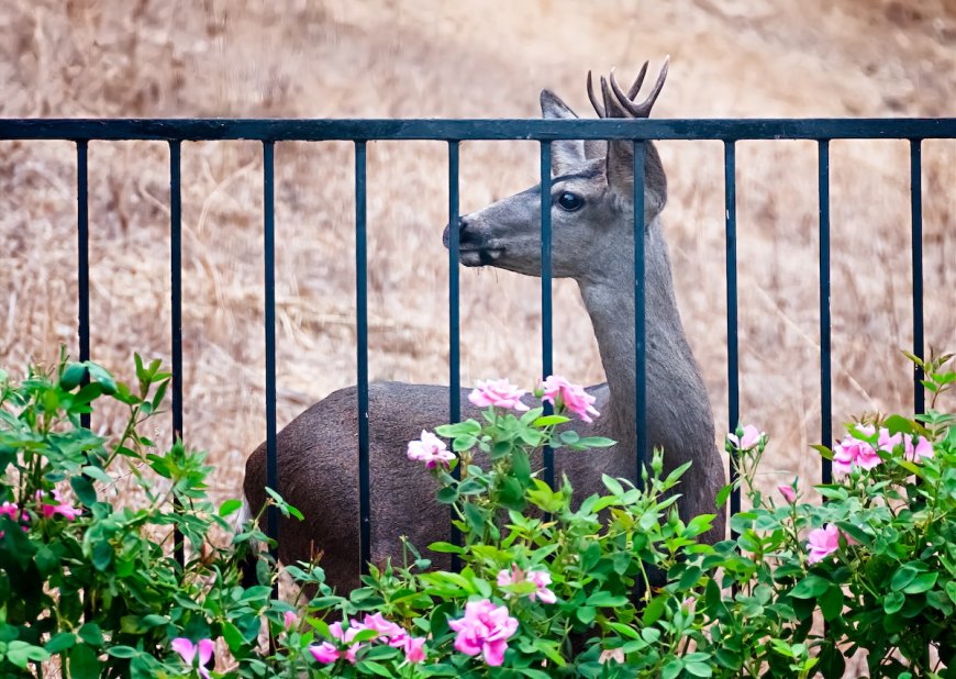 Increasing Drought Frequency Brings Threats to U.S. Wildlife, Research Finds