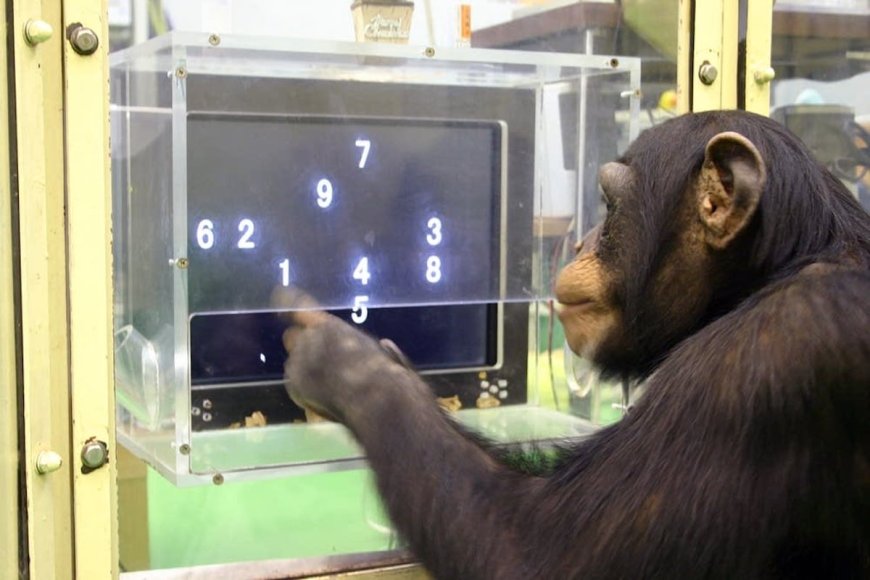 Chimpanzees Perform Better on Computer Tasks When There Is an Audience, Study Finds