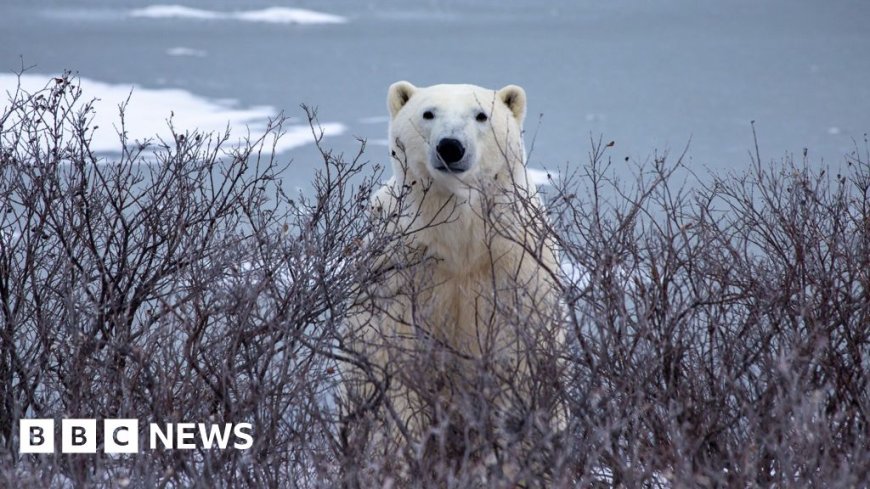 Trouble in Arctic town as polar bears and people face warming world