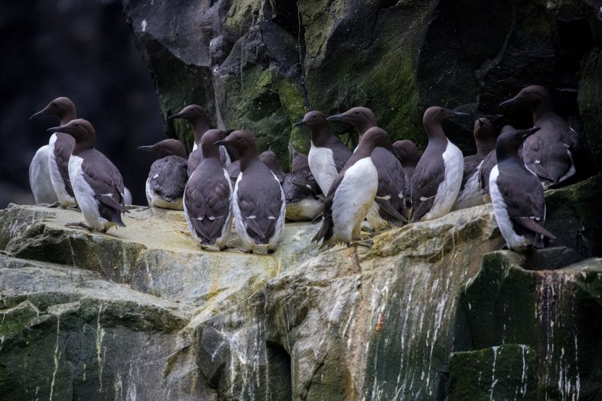 A Marine Heatwave Killed 4 Million of Alaska’s Murre Seabirds