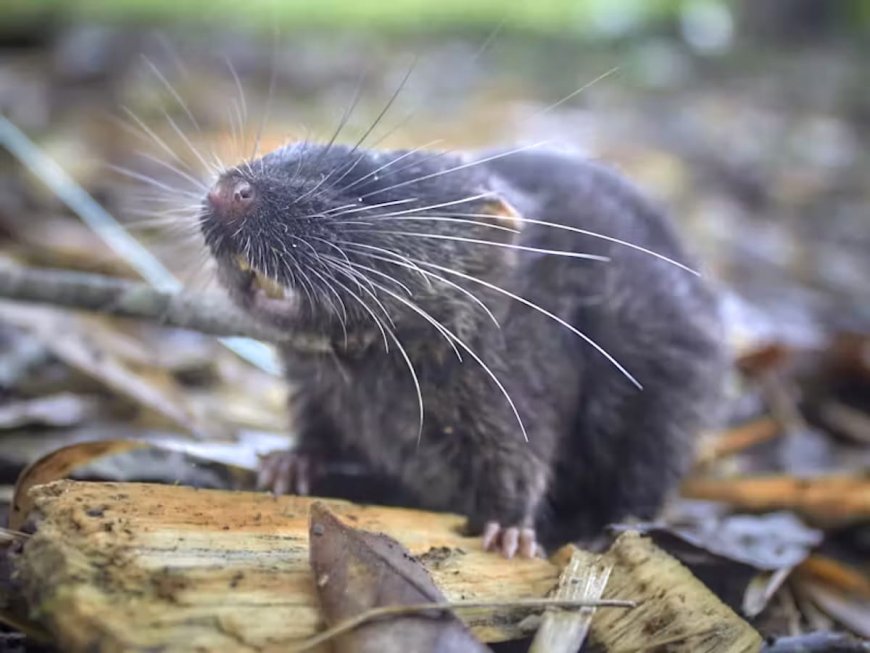 Amphibious Mouse Among 27 New Animal Species Found by Peruvian Amazon Expedition