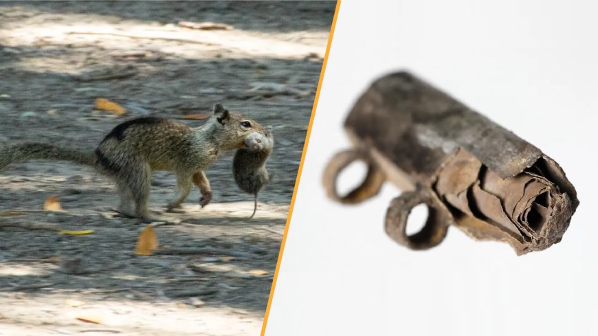 Science news this week: Killer squirrels and an unexpected amulet